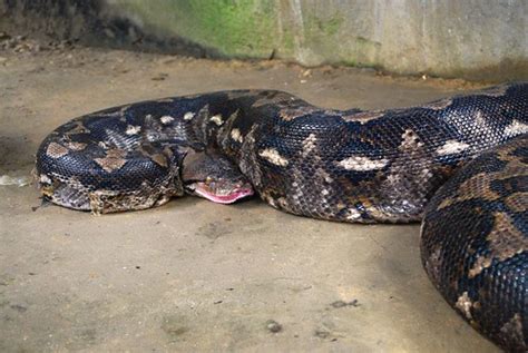 prony snake in bohol|Biggest Bohol Python Snake named Prony .